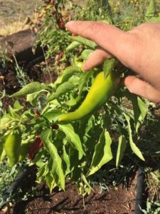 Fall Garden Cleanup in the Arid Southwest U.S. Image
